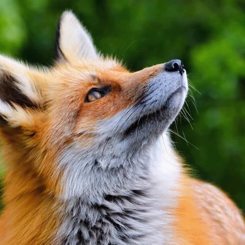 Bruits d’animaux
